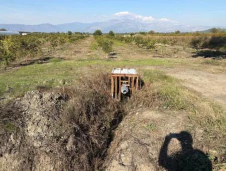 21500M2 Pomegranate Orchard For Sale In Eskiköy
