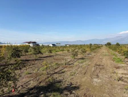 21500M2 Pomegranate Orchard For Sale In Eskiköy