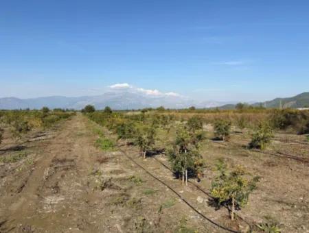 21500M2 Pomegranate Orchard For Sale In Eskiköy
