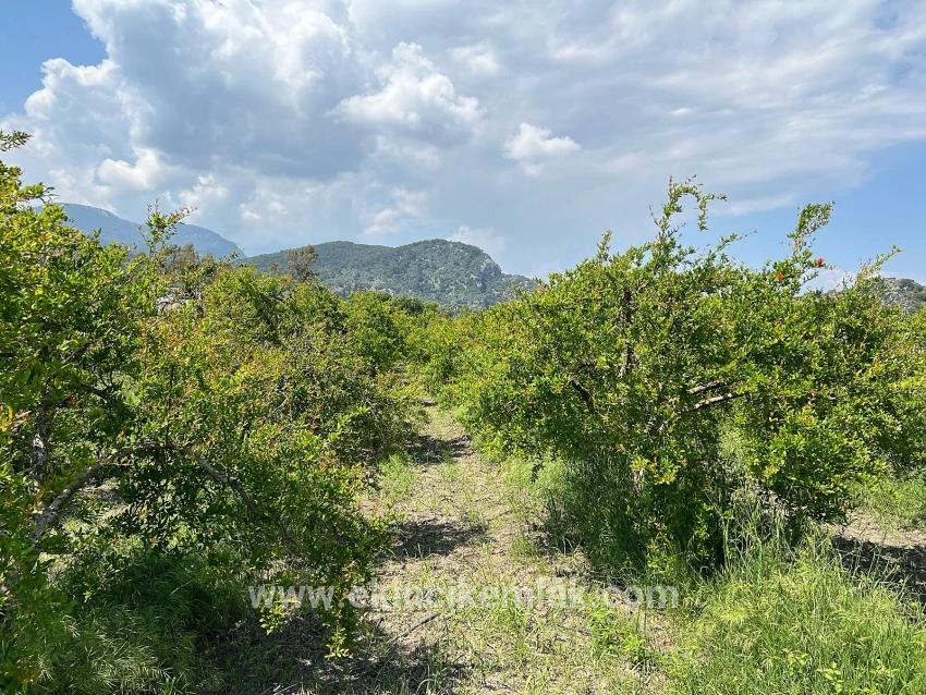 Продается Земельный Участок Площадью 5100 М² В Дальяне, Район Мараш, С Зонированием Под Жилую Застройку На 5%.