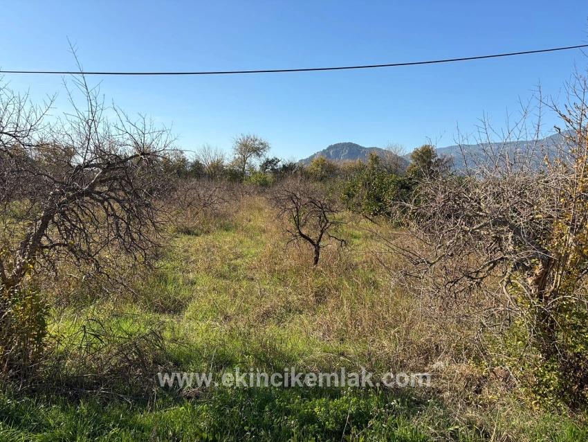Продается Сад Площадью 4541 М² В Дальяне.