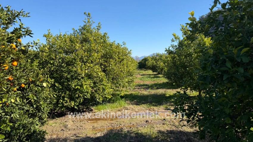 Для продажи Сюжет в Okçular Ortaca - Под Жилье застройку - 2.218 m²