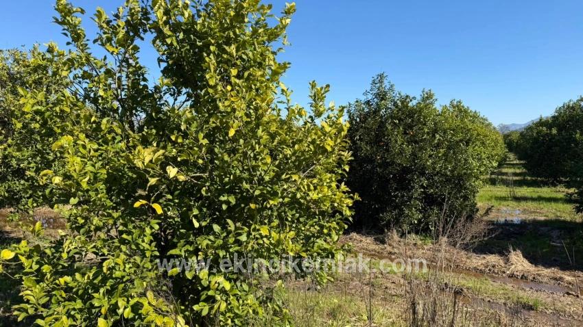 Для продажи Сюжет в Okçular Ortaca - Под Жилье застройку - 2.218 m²