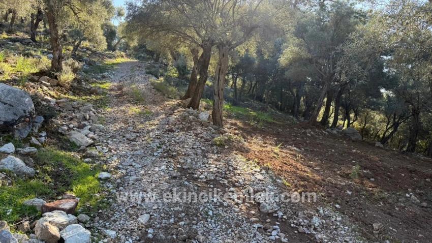 Для продажи Поле в Çandır Köyceğiz - Под Жилье застройку - 5.715 m²