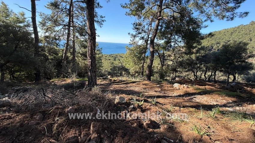 Для продажи Поле в Çandır Köyceğiz - Под Жилье застройку - 5.715 m²