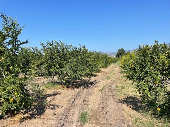 Гранатовый Сад Площадью 10 000 М² На Продажу В Районе Арикбаши Герендюзю В Дальяне.