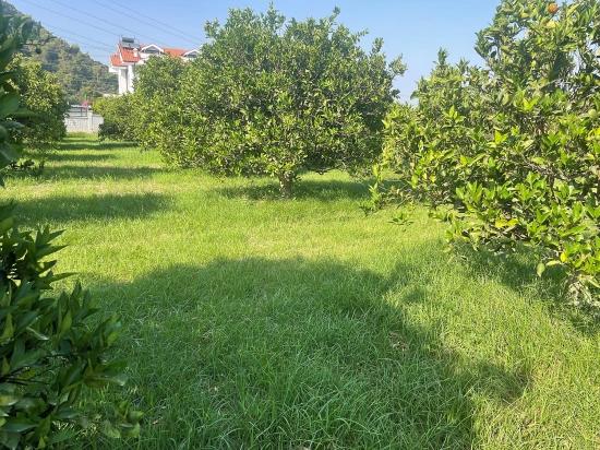 Земля 722м2 На Продажу В Дальян Гюльпынар
