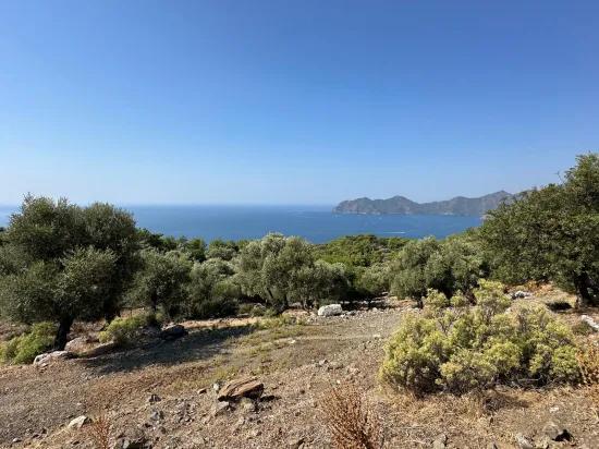 В Çandır С Видом На Море 21.000 M2 Продаётся 2b Поле