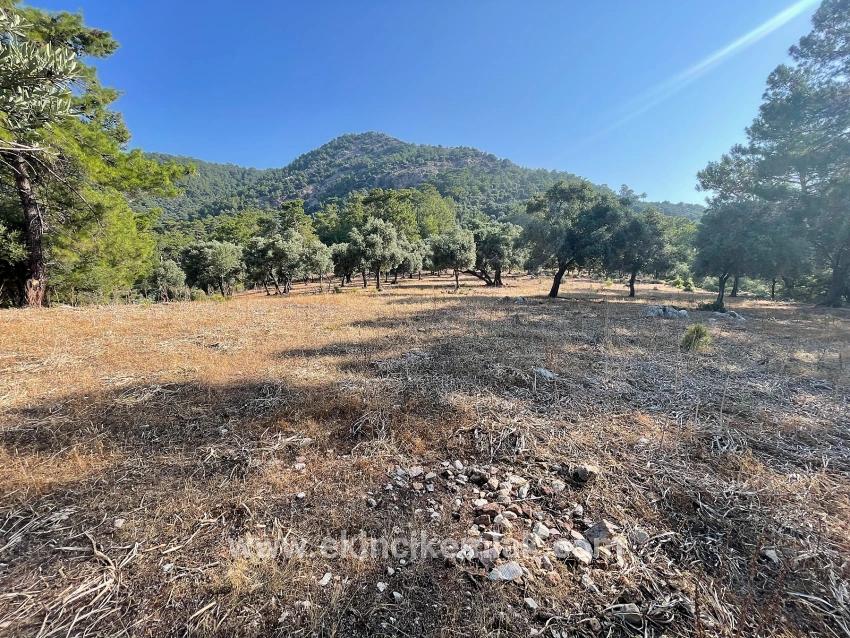 Köyceğiz Çandır Mah. Satılık Tarla - Konut İmar Durumlu - 10.481 m²