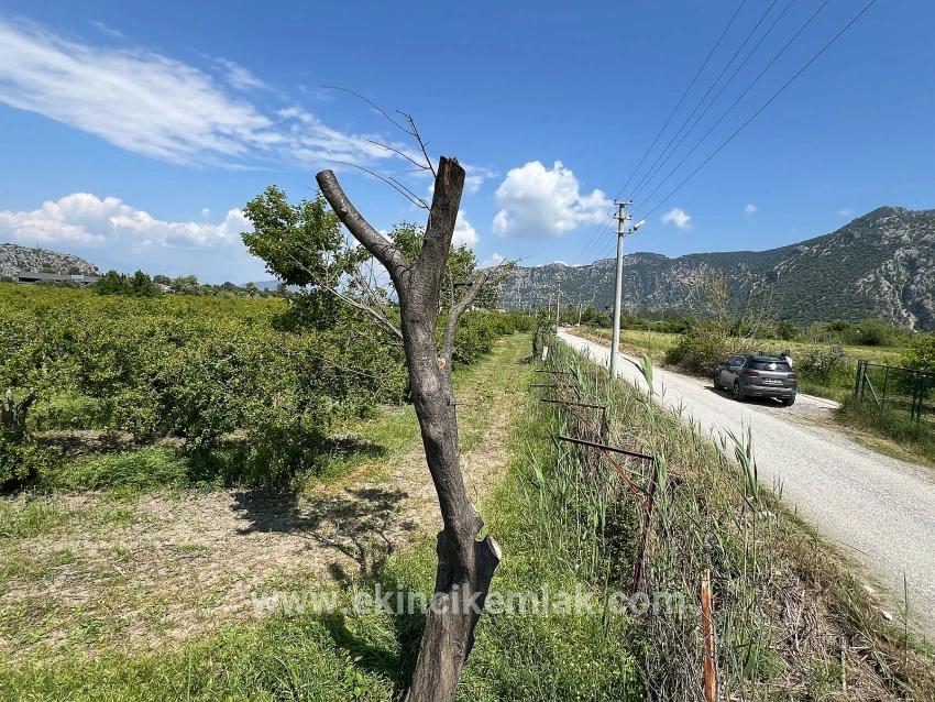 Dalyan Maraş Mevkiinden 5,100m2 %5 Konut İmarlı Satılık Arsa
