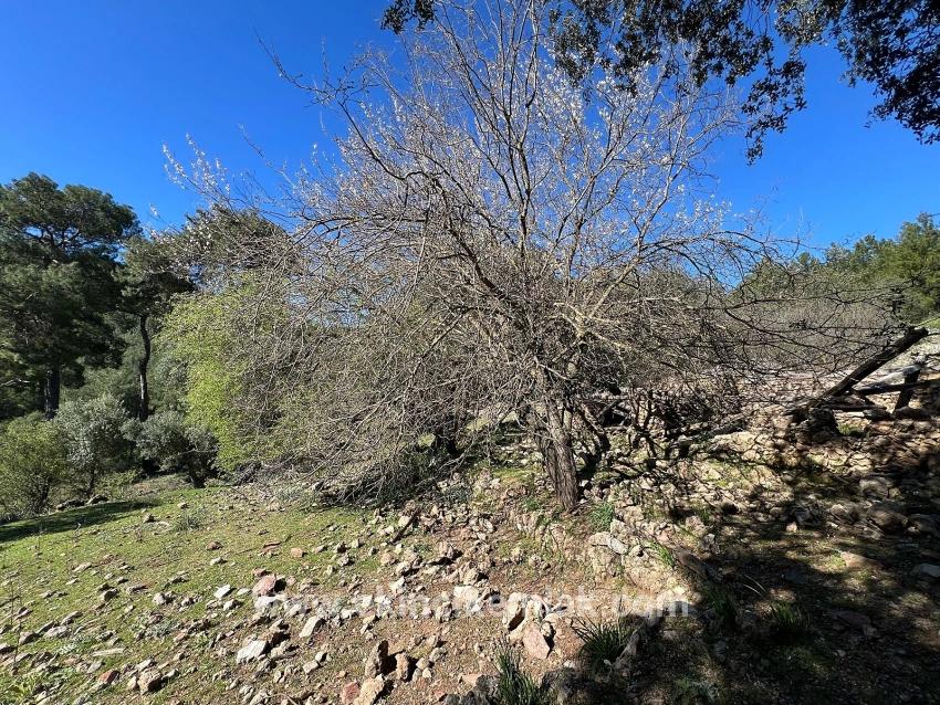 Ortaca Gökbel Mah. Satılık Tarla - Tarla İmar Durumlu - 24.163 m²