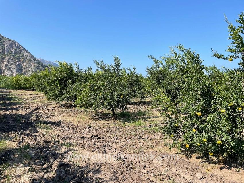 Dalyan Arıkbaşı Gerendüzü Mevkiinde 10,000m2 Satılık Nar Bahçesi