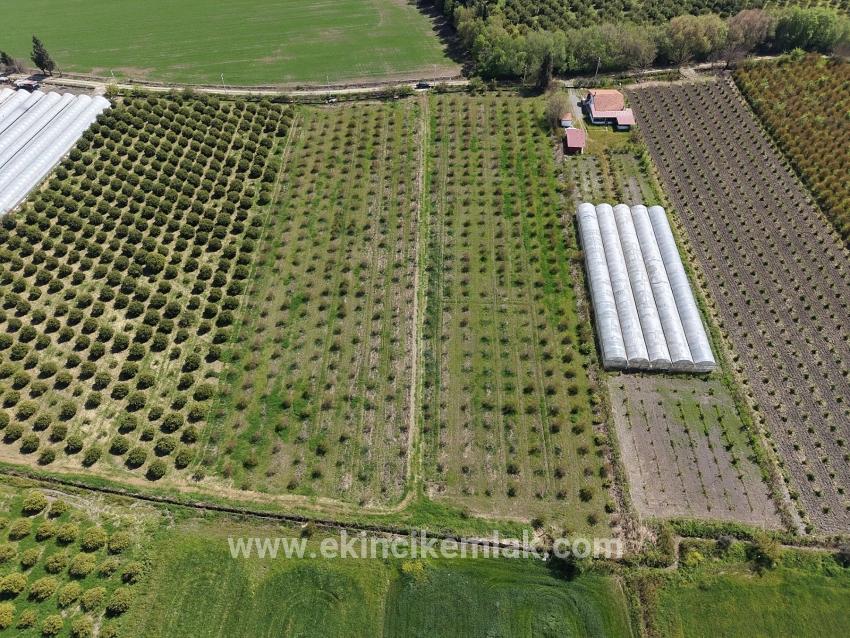 Eskiköy'de 16000m2 Satılık Nar Bahçesi