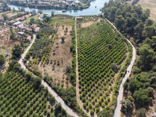 Köyceğiz Çandır Mahallesinde kanala sıfır 20.000m2 satılık tarla