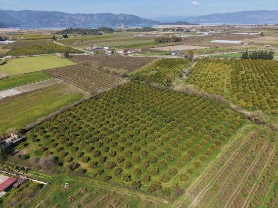 Dalyan Merkeze Yakın 17.550m2 Satılık Bağ-bahçe