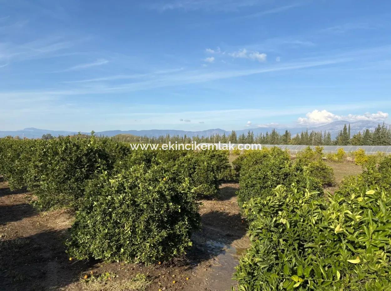 Eskiköy'de 14.136 M2 Tarla İçerisinde 4+1 Satılık Villa