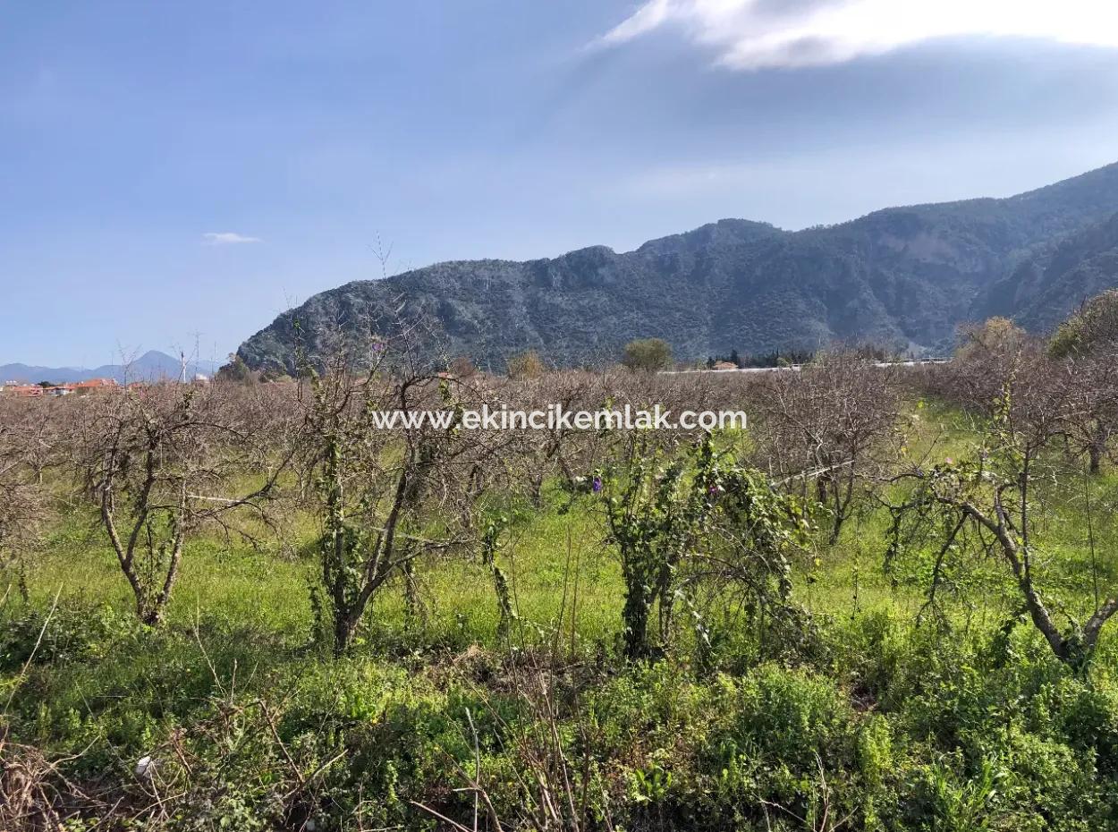 Dalyan'da 5500M2 Satılık Arsa