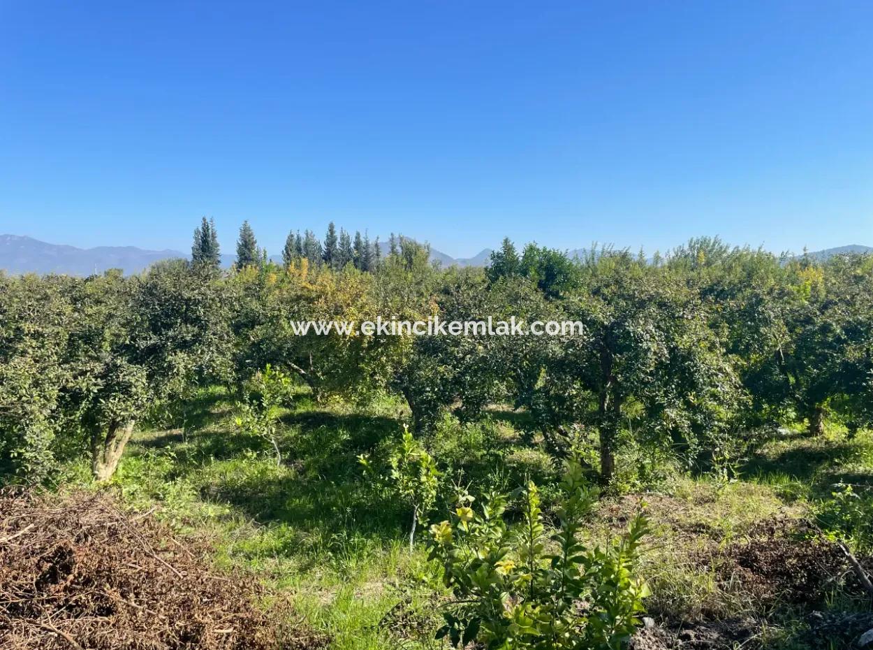 Dalyan'da Satılık 2223M2 Tarla