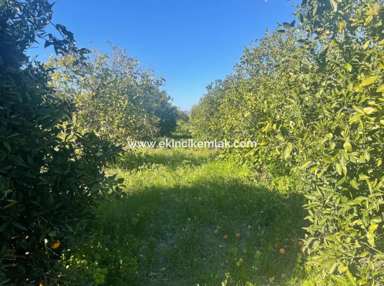 Dalyan Satılık Arsa 5227M2 Satılık Arsa