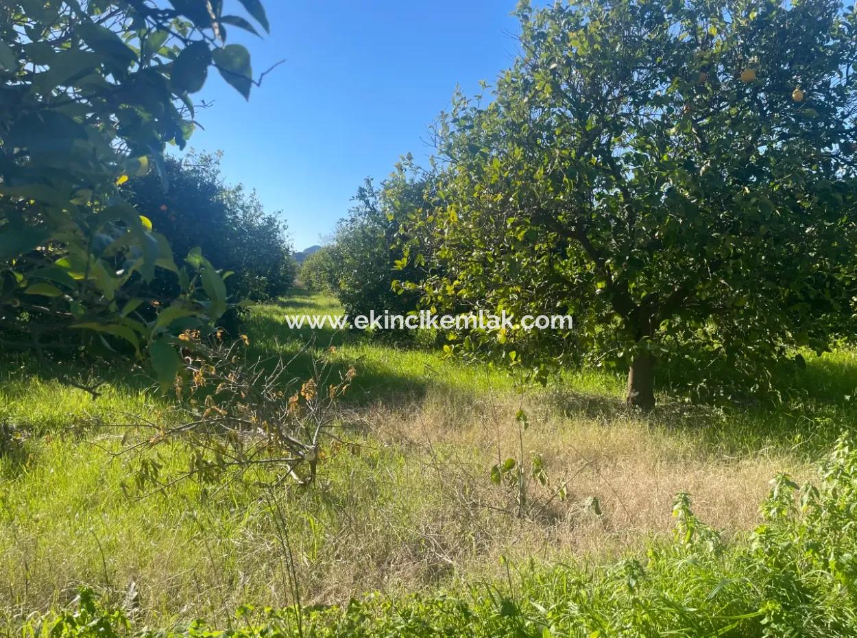 Dalyan Satılık Arsa 5227M2 Satılık Arsa