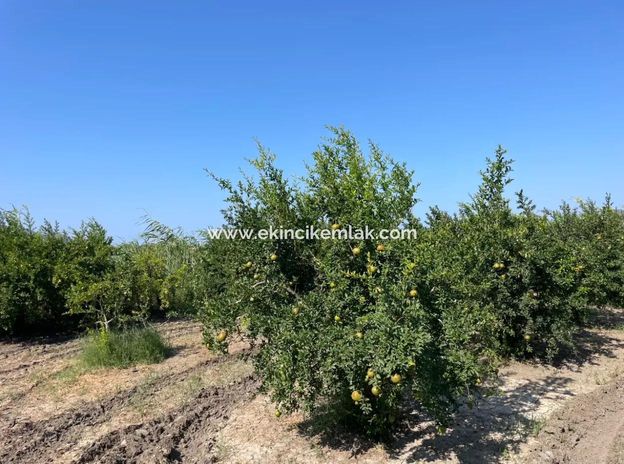 Dalyan Arıkbaşı Ve Gerendüzün'de 10,000M2 Satılık Nar Bahçesi