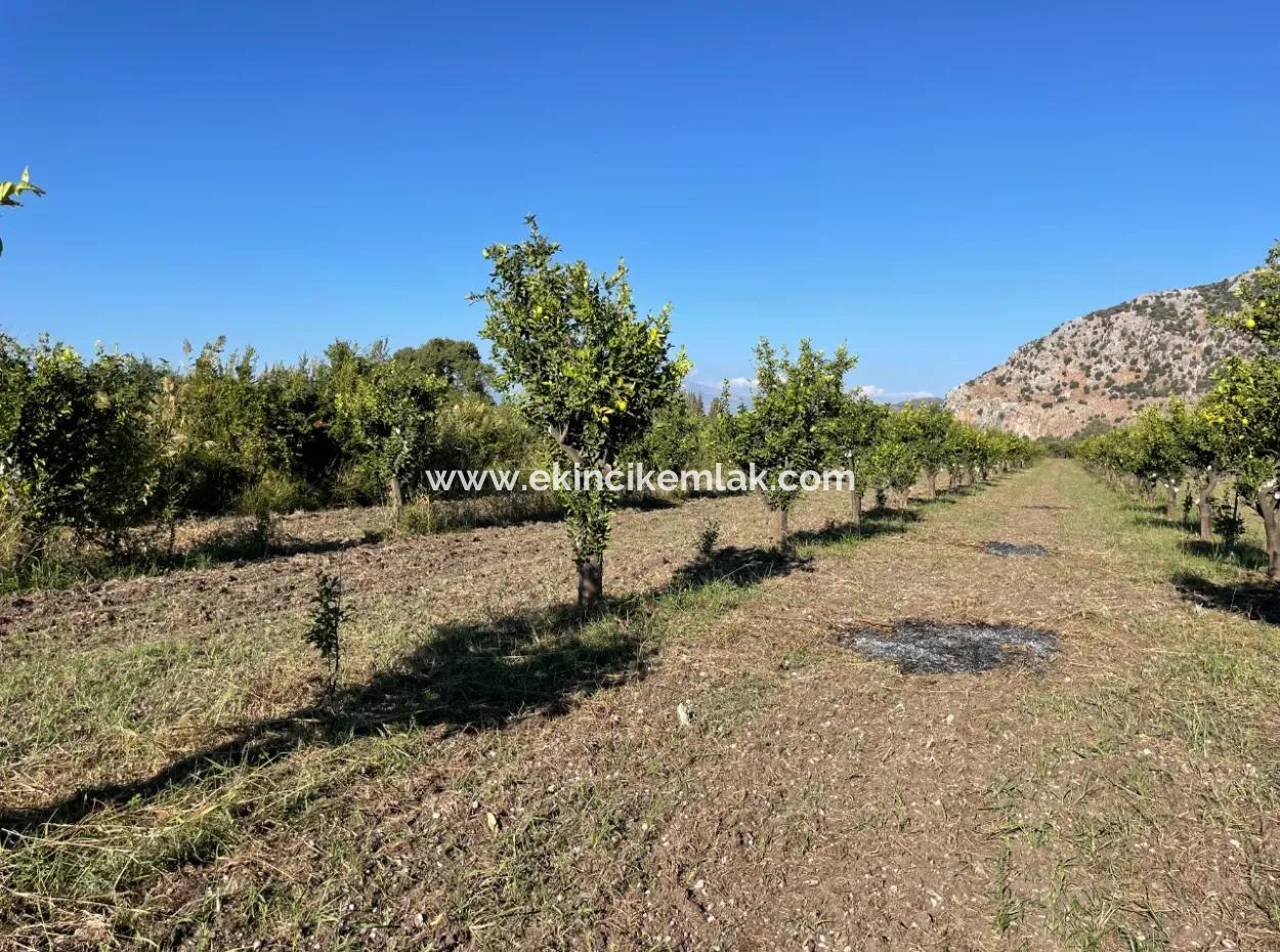 Dalyan'da Merkeze Yakın 6600M2 Satılık Tarla