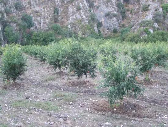 Mergenlide Satılık Nar Bahçe Ortaca Mergenlide Satılık Arsa