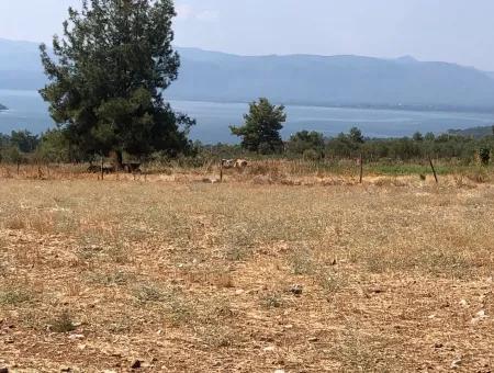 Köyceğiz Zeytinalanı'nda Göl Manzaralı 11.227M2 Satılık Arsa